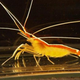 Illustration for article titled For some shrimp, monogamy requires sacrifices. Blood sacrifices.